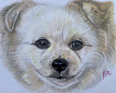 A coloured pencil portrait of a cream-and-white fluffy puppy with a black button nose, on a pale paper ground.