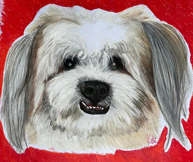 A portrait of a white Shih Tzu with long grey ears and a dark nose, cut out against a flat red ground.