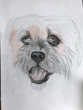 A part-finished portrait of a shaggy white terrier with its tongue out: the eyes and nose are worked up in colour, the rest still pencil.