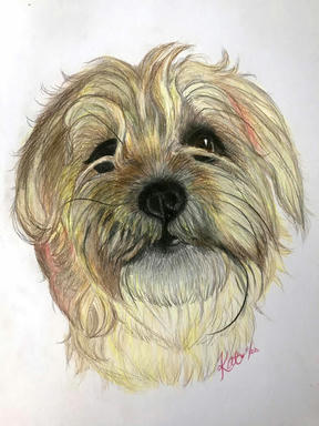 A coloured pencil portrait of a shaggy gold-coated dog with a long fringe over its eyes, on plain paper.