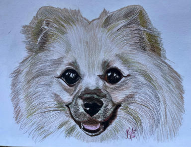 A coloured pencil portrait of a cream Pomeranian mid-grin with its tongue showing, on a blue-grey paper ground.