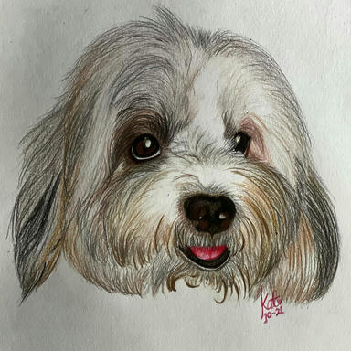 A coloured pencil portrait of a shaggy cream-and-grey dog with a long fringe and a small pink tongue, on toned paper.
