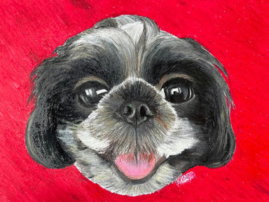 A portrait of a black-and-white Shih Tzu with its tongue out, cut out against a flat red ground.