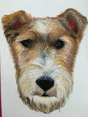 A portrait of a wire-haired terrier's face, tan and cream fur around a dark nose, on a plain paper ground.