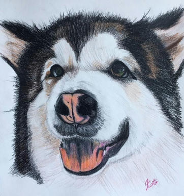 A pastel portrait of a thick-coated black-and-white sled dog, mouth open and tongue out, on plain paper.