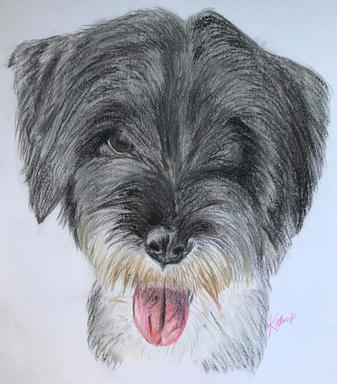 A graphite and coloured pencil portrait of a shaggy dark grey dog with its tongue out, on plain paper.
