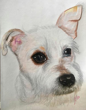A soft pastel portrait of a white wiry-coated terrier with one ear up and one folded, on plain paper.