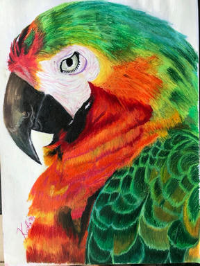A portrait of a scarlet macaw in profile, its red head and chest shading into yellow and green wing feathers, on a plain paper ground.