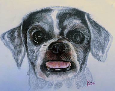 A portrait of a small black-and-white dog with a white blaze and folded ears, mouth open, on plain paper.