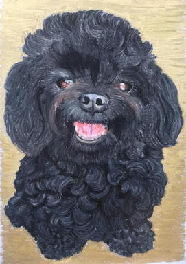 A portrait of a small black poodle with its tongue showing, on a warm tan ground.