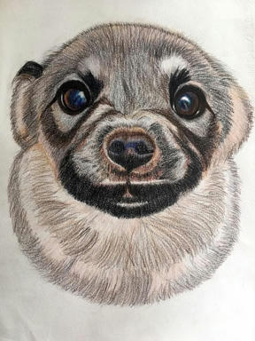 A soft pencil and pastel portrait of a grey-brown puppy with large dark eyes, on white paper.