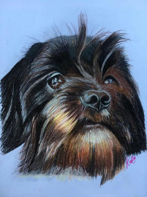 A coloured pencil portrait of a shaggy black-and-tan dog looking up, on a pale blue ground.