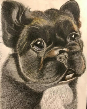 A graphite and coloured pencil portrait of a dark brindle French bulldog puppy looking up, its bat ears upright, on toned paper.