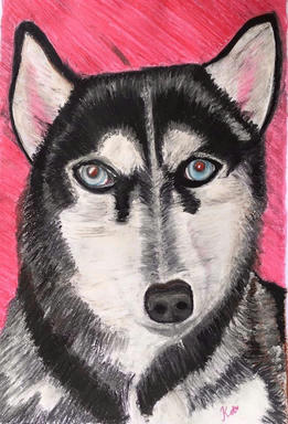 A pastel portrait of a black-and-white husky face on, its markings sharp against a flat hot pink ground.