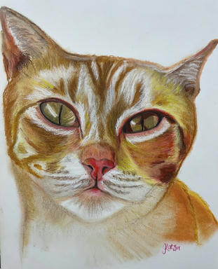 A close-up soft pastel portrait of a ginger tabby cat's face, on a plain paper ground.