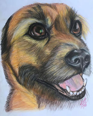 A coloured pencil portrait of a tan border terrier with its mouth open in a smile, on a plain paper ground.