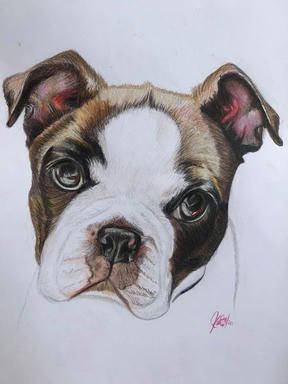 A portrait of a brindle-and-white puppy with rose ears and a broad white blaze, on plain paper.