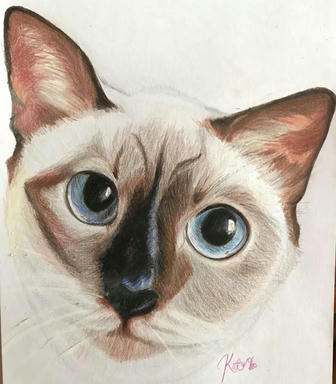 A soft pastel portrait of a Siamese cat looking straight out, with large pale blue eyes and a dark mask, on plain paper.