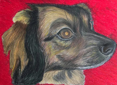 A coloured pencil portrait of a black-and-tan dog with long ears, in profile against a flat red ground.
