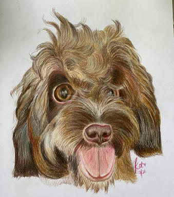 A coloured pencil portrait of a curly brown dog with a wild topknot and its tongue out, on plain paper.