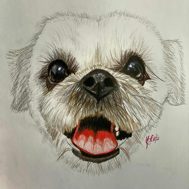 A graphite sketch of a shaggy terrier's face, with the eyes, nose and mouth worked up in colour and the fur still in pencil, on a plain paper ground.