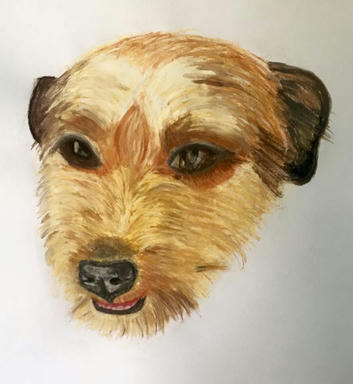 A pastel portrait of a wiry tan dog with dark eyes and a shaggy muzzle, filling the paper.
