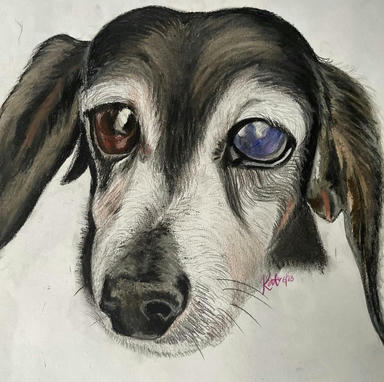 A soft pastel portrait of a grey-muzzled senior dog with one brown eye and one cloudy blue eye, on a plain paper ground.