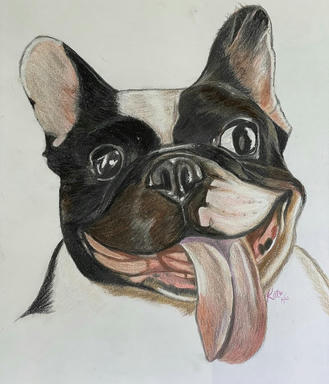 A coloured pencil portrait of a black-and-white French bulldog with its tongue out, on a plain paper ground.