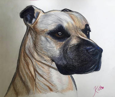 A pastel portrait of a fawn short-haired dog in profile, its dark muzzle and one dark ear turned to the light.