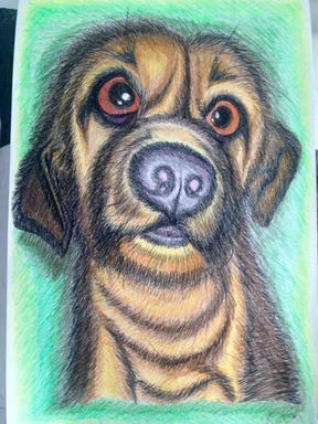 A portrait of a tan dog with large dark eyes and long ears, on a soft green ground.