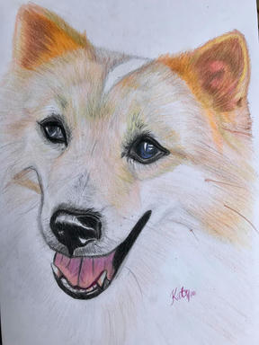 A coloured pencil portrait of a white spitz-type dog with pricked ears and an open, smiling mouth, on plain paper.