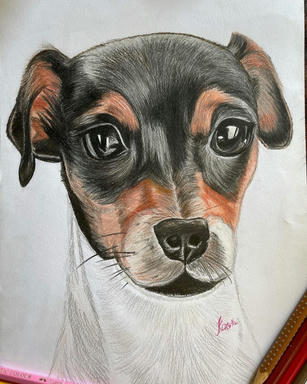 A coloured pencil portrait of a short-coated black-and-tan puppy with folded ears and a white chest, on plain paper.