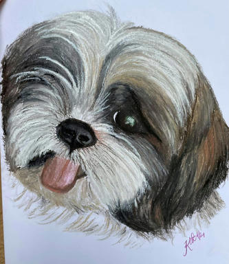 A soft pastel portrait of a grey-and-white Shih Tzu, head tilted and tongue out, on plain paper.