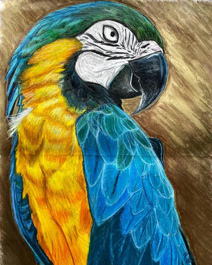 A portrait of a blue-and-gold macaw, white face and black beak above a golden breast and blue wings, on a warm brown ground.