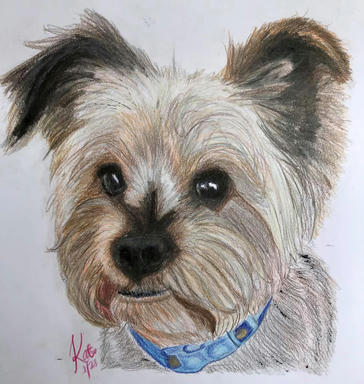 A coloured pencil portrait of a Yorkshire terrier with a blue collar, ears up, on plain paper.