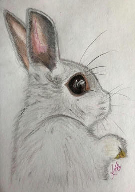 A pencil study of a rabbit in profile, long ears up, one dark eye catching the light.
