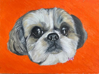 A soft pastel portrait of a Shih Tzu with a black mask and a long grey-and-white coat, cut out against a flat orange ground.
