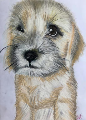 A coloured pencil portrait of a cream-coated puppy sitting and looking up, whiskers catching the light, on plain paper.