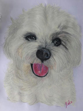 A pastel portrait of a small white long-haired dog looking straight out, tongue showing, on a pale lilac ground.