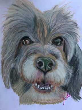 A coloured pencil portrait of a silver-grey shaggy dog with a dark nose and visible teeth, on a pale blue ground.