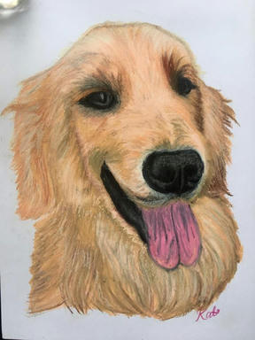 A pastel portrait of a golden retriever in profile, mouth open and tongue out, on plain paper.