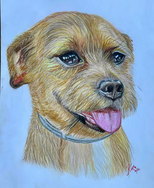 A coloured pencil portrait of a tan border terrier wearing a blue collar, tongue out, on a pale blue ground.