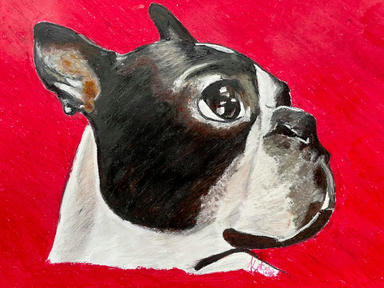 A portrait of a black-and-white Boston terrier in three-quarter profile, tongue showing, against a flat red ground.
